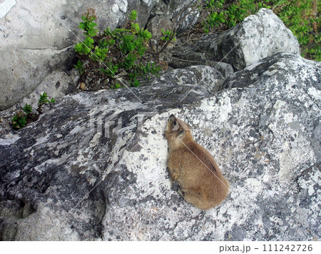 アフリカ最南端の都市ケープタウン　テーブルマウンテンのハイラックス 111242726