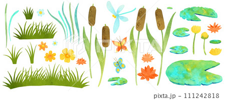 Pond plants watercoolor illustration with reeds, water lilies and grass clipart.  111242818