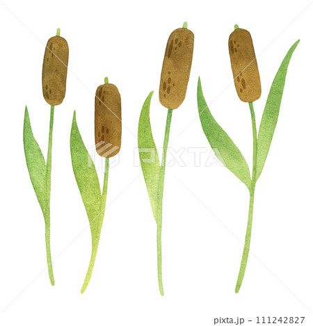 Pond plants reed watercoolor illustration clipart 111242827