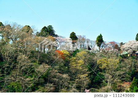 杜の都仙台 春 愛宕大橋から見上げる愛宕神社 杜の都仙台 春 愛宕大橋から見上げる愛宕神社 111243080