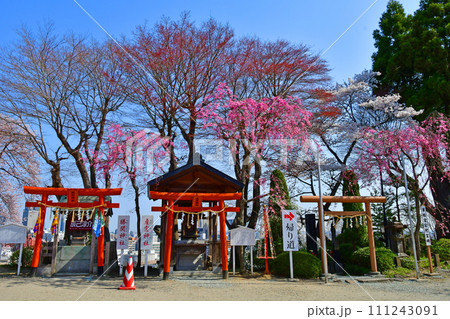 杜の都仙台 春 愛宕神社 勝鬨神社と産霊神社 杜の都仙台 春 愛宕神社 勝鬨神社と産霊神社 111243091