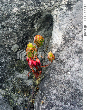 南アフリカ共和国　ケープタウン　テーブルマウンテン　岩間に咲くエリカ 111243316