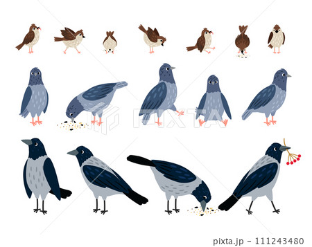 Various poses and activities of the crow, dove and sparrow. Vector set with different birds on white background 111243480