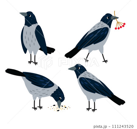 Set of different crow poses. Bird pecking seeds Set of different crow poses. Bird pecking seeds 111243520