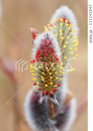 ネコヤナギの花 111243847