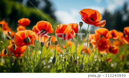 Field of Vibrant Red Poppies with Lush Greenery Field of Vibrant Red Poppies with Lush Greenery 111243930