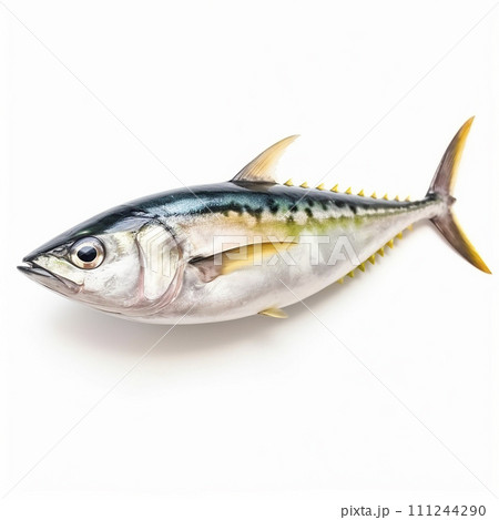 Tasty and healthy sea fish mackerel Scomber isolated on white close-up 111244290