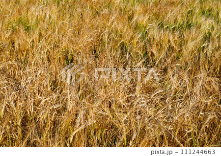 A field of golden barley sways, showcasing the ripe grains ready for harvest. A field of golden barley sways, showcasing the ripe grains ready for harvest. 111244663