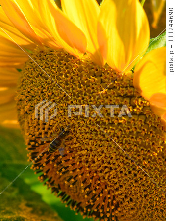 Close-up of a bee gathering nectar from the densely packed surface of a blooming sunflower. Close-up of a bee gathering nectar from the densely packed surface of a blooming sunflower. 111244690