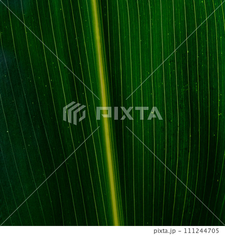 A close-up of a green leaf with prominent veins and a yellowish central rib, showing detailed texture. A close-up of a green leaf with prominent veins and a yellowish central rib, showing detailed texture. 111244705