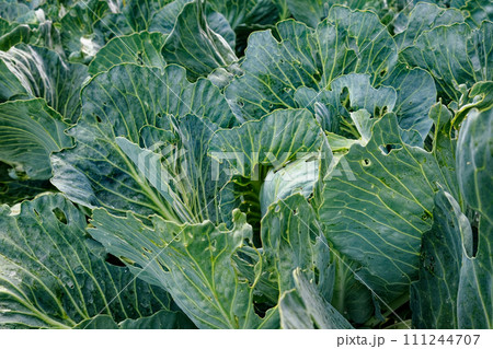 A close-up view of green cabbage leaves, showing detailed textures and natural patterns. A close-up view of green cabbage leaves, showing detailed textures and natural patterns. 111244707