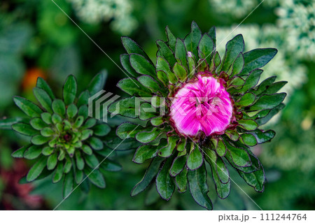 A vibrant pink flower blooms amidst green leaves, with another unopened bud nearby, set against a blurred background of varied greenery. A vibrant pink flower blooms amidst green leaves, with another unopened bud nearby, set against a blurred background of varied greenery. 111244764