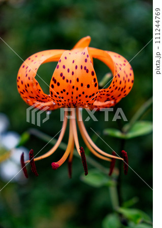 An orange flower with dark spots and long stamens, surrounded by greenery and a blurred background. An orange flower with dark spots and long stamens, surrounded by greenery and a blurred background. 111244769