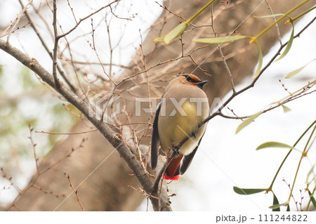 ヒレンジャク ヒレンジャク 111244822