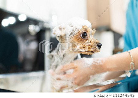 ドッグサロンでシャンプーされるヨークシャーテリア ドッグサロンでシャンプーされるヨークシャーテリア 111244945