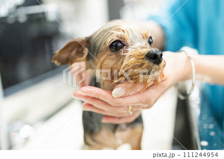 ドッグサロンでシャンプーされるヨークシャーテリア 111244954