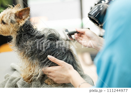 ヨークシャーテリアをブラッシングする女性トリマー 111244977