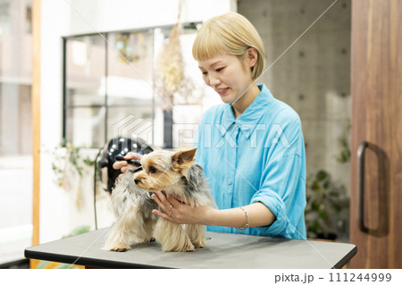 ヨークシャーテリアをブラッシングする女性トリマー ヨークシャーテリアをブラッシングする女性トリマー 111244999