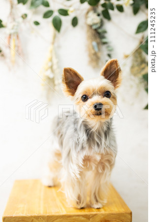 ヨークシャーテリア,子犬,ペットサロン 111245235