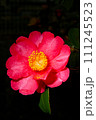 山茶花　サザンカ マクロ撮影　縦撮り 111245523