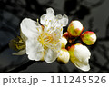 白梅の花とつぼみ　横撮り 111245526