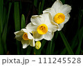 白い水仙　横撮り 111245528