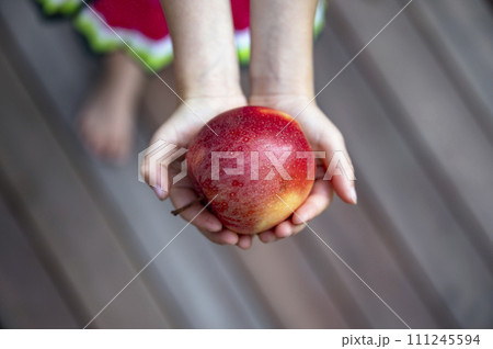 A girl holding beautiful ripe red apple in her cupped hands A girl holding beautiful ripe red apple in her cupped hands 111245594