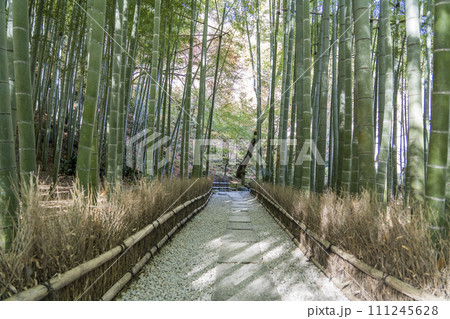 報国寺 鎌倉 報国寺 鎌倉 111245628
