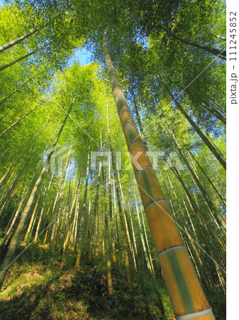 金明孟宗竹林(臼杵市・縦構図) 金明孟宗竹林(臼杵市・縦構図) 111245852