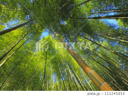 金明孟宗竹林(臼杵市) 金明孟宗竹林(臼杵市) 111245853