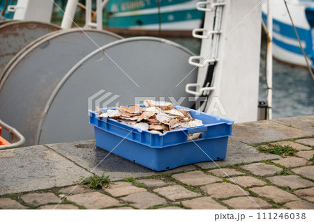 Fresh Scallops at a port of Dieppe France Fresh Scallops at a port of Dieppe France 111246038