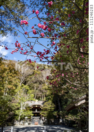 鎌倉 24.1月　鶴岡八幡宮5　梅 111246283