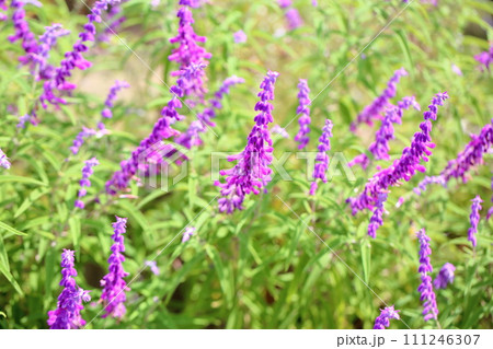 サルビア レウカンサの花 サルビア レウカンサの花 111246307