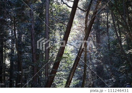 光りを感じる緑の樹々の森のある山の中の風景 光りを感じる緑の樹々の森のある山の中の風景 111246431