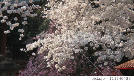 淡いピンクが そよ風に舞う 桜手帖(2018.3.29) 太田市の世良田東照宮のサクラ咲く 淡いピンクが そよ風に舞う 桜手帖(2018.3.29) 太田市の世良田東照宮のサクラ咲く 111246489