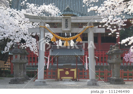 太田市の世良田東照宮のサクラ咲く。桜手帖(2018.3.29) 淡いピンクが そよ風に舞う 太田市の世良田東照宮のサクラ咲く。桜手帖(2018.3.29) 淡いピンクが そよ風に舞う 111246490