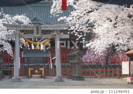 桜手帖(2018.3.29) 太田市の世良田東照宮のサクラが咲きました。淡いピンクが そよ風に舞う 111246491