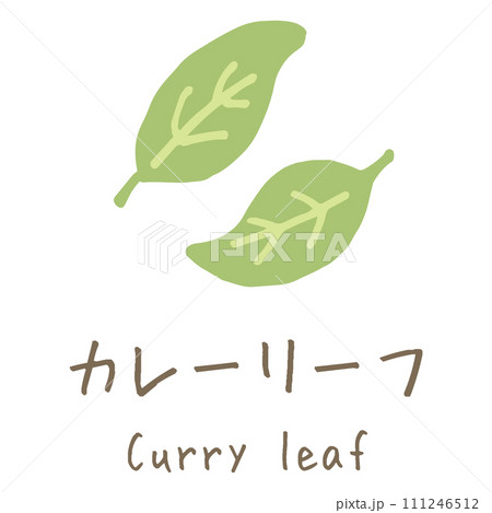 カレーリーフ　Curry leaf　イラスト 111246512