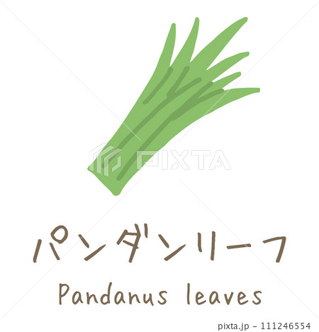 パンダンリーフ　Pandanus leaves　イラスト 111246554