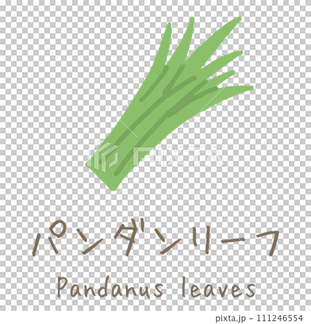 パンダンリーフ　Pandanus leaves　イラスト 111246554