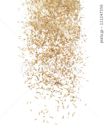 Paddy Rice grain fly in mid air. Yellow Golden Paddy Rice falling scatter, explosion float in shape form line group. White background isolated freeze motion high speed shutter 111247350