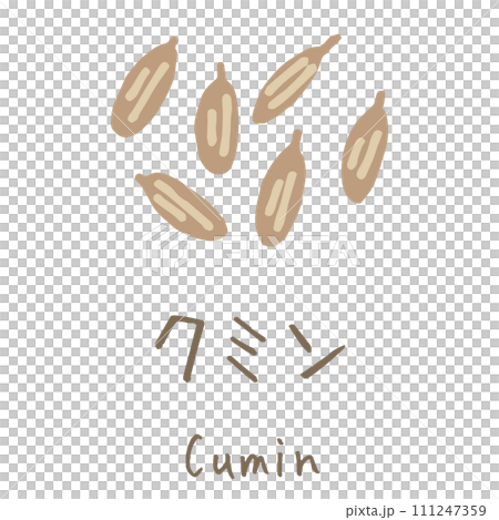 クミン Cumin イラスト クミン Cumin イラスト 111247359