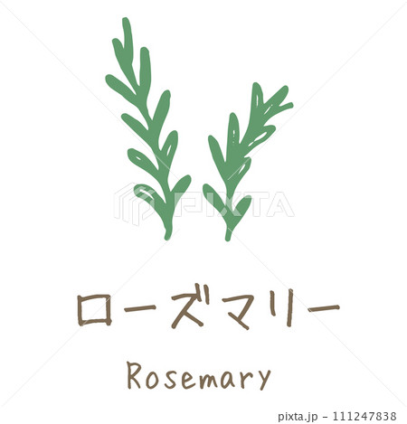 ローズマリー　Rosemary　イラスト 111247838