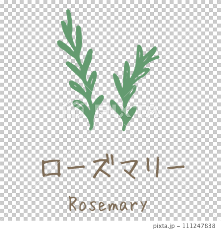 Rosemary illustration Rosemary illustration 111247838