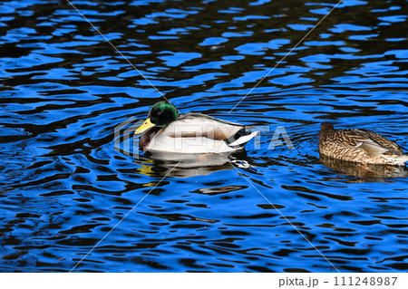 反射する水面　越冬するマガモ　冬の水辺　　 111248987