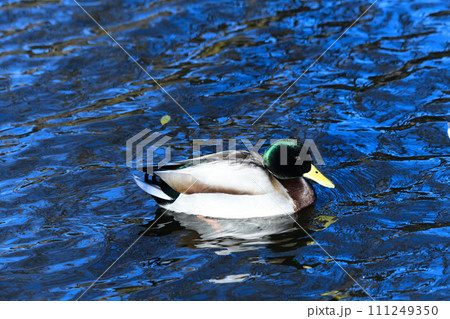 反射する水面 越冬するマガモ 冬の水辺 反射する水面 越冬するマガモ 冬の水辺 111249350