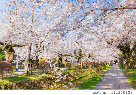 春の京都　桜満開の哲学の道 111250108
