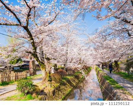 春の京都 桜満開の哲学の道 春の京都 桜満開の哲学の道 111250112