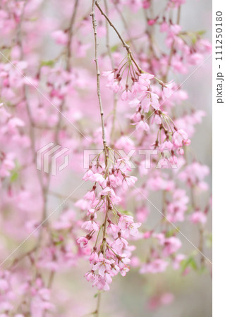 枝垂れ桜のアップ 縦構図 枝垂れ桜のアップ 縦構図 111250180