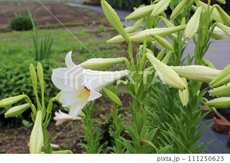 テッポウユリ 111250623